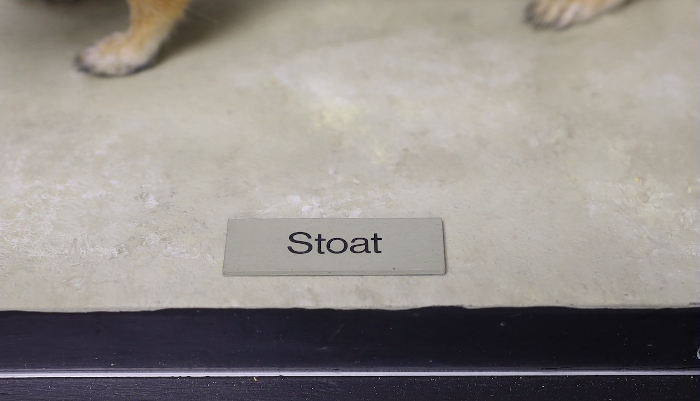 A taxidermy stoat in Perspex case and museum crate